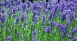 PSR TOSCANA 2014-2020 - Quadro di sintesi delle principali misure per la conservazione della biodiversit&agrave; e la sostenibilit&agrave; ambientale - La mia ...