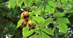 PSR TOSCANA 2014-2020 - Quadro di sintesi delle principali misure per la conservazione della biodiversit&agrave; e la sostenibilit&agrave; ambientale - La mia ...