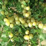 BerryVerona - CATALOGO LINEA GARDEN 2021/2022 - Berry Verona