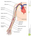 CATETERI VENOSI CVC-PICC-MIDLINE - Guida di rapida consultazione Indicazione - Classificazione Caratteristiche - Gestione
