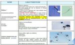 CATETERI VENOSI CVC-PICC-MIDLINE - Guida di rapida consultazione Indicazione - Classificazione Caratteristiche - Gestione