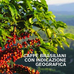 CAFFÈ BRASILIANI CON INDICAZIONE GEOGRAFICA