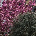 N 77 - villa pascoli onlus