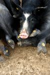 OLTRE IL BENESSERE: MERITANO RISPETTO - GLI ANIMALI D'ALLEVAMENTO Documento di posizione di Slow Food sull'allevamento