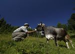 OLTRE IL BENESSERE: MERITANO RISPETTO - GLI ANIMALI D'ALLEVAMENTO Documento di posizione di Slow Food sull'allevamento