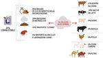 OLTRE IL BENESSERE: MERITANO RISPETTO - GLI ANIMALI D'ALLEVAMENTO Documento di posizione di Slow Food sull'allevamento