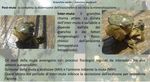 Valorizzazione della produzione artigianale di Carcinus mediterraneus in laguna Nord e centro di Venezia - Progetto 16/SSL/2017 Progetto ...