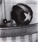 MAN RAY - Verona Fotografia