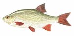 Le specie di pesci che si possono allevare nel laghetto familiare