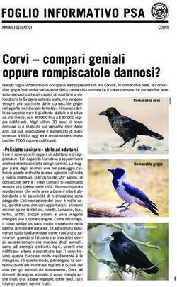 Corvi - compari geniali oppure rompiscatole dannosi? - Protezione Svizzera degli Animali PSA
