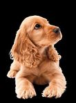 NUTRIAMO IL TUO CANE CON AMORE
