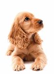 NUTRIAMO IL TUO CANE CON AMORE
