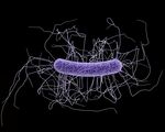 Gestione del paziente con Clostridium difficile in PS - F. Franceschi Fondazione Policlinico Universitario A. Gemelli, Universit&agrave; Cattolica, Roma ...