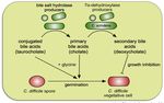 Gestione del paziente con Clostridium difficile in PS - F. Franceschi Fondazione Policlinico Universitario A. Gemelli, Universit&agrave; Cattolica, Roma ...