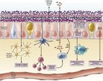 Gestione del paziente con Clostridium difficile in PS - F. Franceschi Fondazione Policlinico Universitario A. Gemelli, Universit&agrave; Cattolica, Roma ...