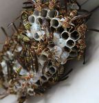 GUIDA breve dei parassiti che pungono, mordono, feriscono Che infestante &egrave; la vespa p. 36 p. 24 - Pest Control WebNews