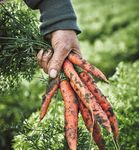 Naturale. Giusto. Buono - Bio da 25 anni per convinzione - Coop