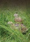 IN GABBIA BASTA ANIMALI - PERCH&Eacute; L'UE DEVE PORRE FINE ALL'USO DELLE GABBIE NEGLI ALLEVAMENTI - Compassion in World Farming