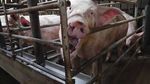 IN GABBIA BASTA ANIMALI - PERCH&Eacute; L'UE DEVE PORRE FINE ALL'USO DELLE GABBIE NEGLI ALLEVAMENTI - Compassion in World Farming