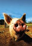 IN GABBIA BASTA ANIMALI - PERCH&Eacute; L'UE DEVE PORRE FINE ALL'USO DELLE GABBIE NEGLI ALLEVAMENTI - Compassion in World Farming