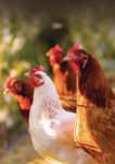 IN GABBIA BASTA ANIMALI - PERCH&Eacute; L'UE DEVE PORRE FINE ALL'USO DELLE GABBIE NEGLI ALLEVAMENTI - Compassion in World Farming