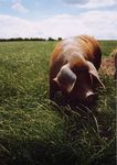 IN GABBIA BASTA ANIMALI - PERCH&Eacute; L'UE DEVE PORRE FINE ALL'USO DELLE GABBIE NEGLI ALLEVAMENTI - Compassion in World Farming
