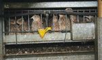 IN GABBIA BASTA ANIMALI - PERCH&Eacute; L'UE DEVE PORRE FINE ALL'USO DELLE GABBIE NEGLI ALLEVAMENTI - Compassion in World Farming