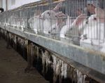 IN GABBIA BASTA ANIMALI - PERCH&Eacute; L'UE DEVE PORRE FINE ALL'USO DELLE GABBIE NEGLI ALLEVAMENTI - Compassion in World Farming