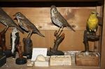 ANFIBI E RETTILI DEL MOLISE - atlante e guida Editors Massimo Capula Luciano Di Tizio Lorenzo De Lisio Marco Carafa Luca Brugnola - Storia della fauna