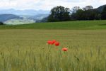 Bollettino del clima Giugno 2019 - MeteoSvizzera