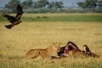 12 giorni Botswana & Cascate Vittoria safari fotografico - l'avventura della Vostra vita - Catherina Unger Photography