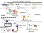 Controllo dell'espressione genica pre- e post-trascrizionale ed eventi post-traduzionali - Unife