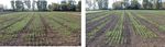 Laore Agris - TECNICHE DI AGRICOLTURA CONSERVATIVA - Sardegna Digital Library