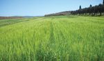 Laore Agris - TECNICHE DI AGRICOLTURA CONSERVATIVA - Sardegna Digital Library