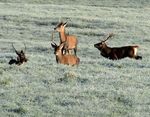 IL CERVO E IL BRAMITO - Osservare la fauna selvatica senza disturbarla - Veneto Agricoltura