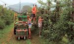 Frutta e bacche Frutta svizzera tutto l'anno - Negozio di agricoltori svizzeri