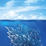 COM'È PROFONDO IL MARE - Coop consumatori