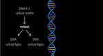 GENETICA MOLECOLARE (Riassunto)