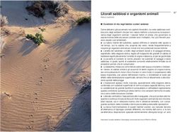 Litorali sabbiosi e organismi animali