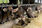 15-18 Novembre 2018 33 MOSTRA DI ORNITOLOGIA - FELLETTE DI ROMANO D'EZZ. (VI) VIA NARDI, 82 - Jimdo