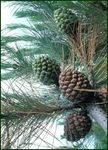 Il Pino domestico o "Pinus pinea"