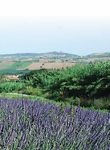 Visite Guidate e Fattoria Didattica al Giardino Officinale