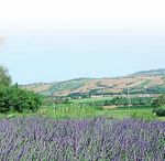 Visite Guidate e Fattoria Didattica al Giardino Officinale