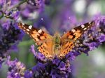 Visite Guidate e Fattoria Didattica al Giardino Officinale