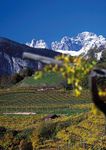 Agroalimentare in Trentino - edizione 2018 DATI 2017 SULLE PRODUZIONI DEL TERRITORIO - Palazzo Roccabruna
