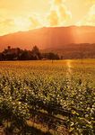 Agroalimentare in Trentino - edizione 2018 DATI 2017 SULLE PRODUZIONI DEL TERRITORIO - Palazzo Roccabruna