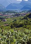 Agroalimentare in Trentino - edizione 2018 DATI 2017 SULLE PRODUZIONI DEL TERRITORIO - Palazzo Roccabruna