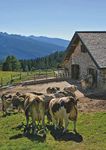 Agroalimentare in Trentino - edizione 2018 DATI 2017 SULLE PRODUZIONI DEL TERRITORIO - Palazzo Roccabruna