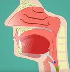 LA DISFAGIA - Moodle@Units