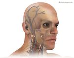 ANATOMY.TV - USARE CREARE IMMAGINI - a cura di Luisa Banzato - e-learning unipd